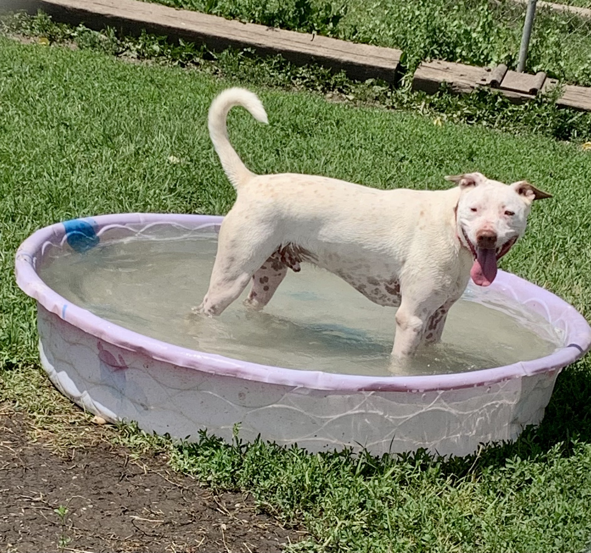 Magnum, an adoptable mixed breed in Jamestown, ND image 5/6