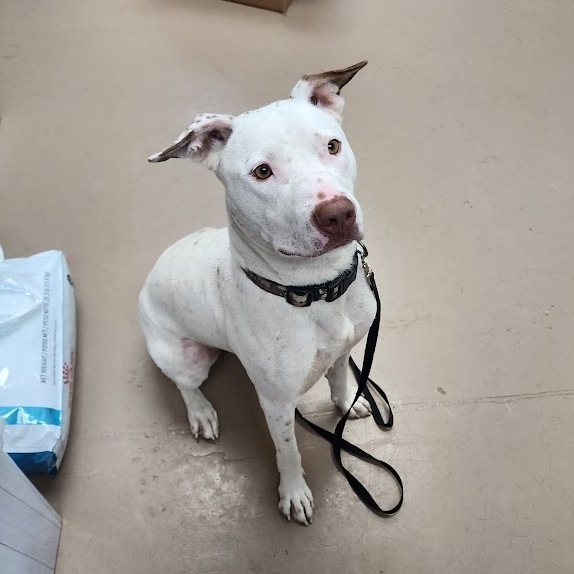 Magnum, an adoptable mixed breed in Jamestown, ND image 6/6