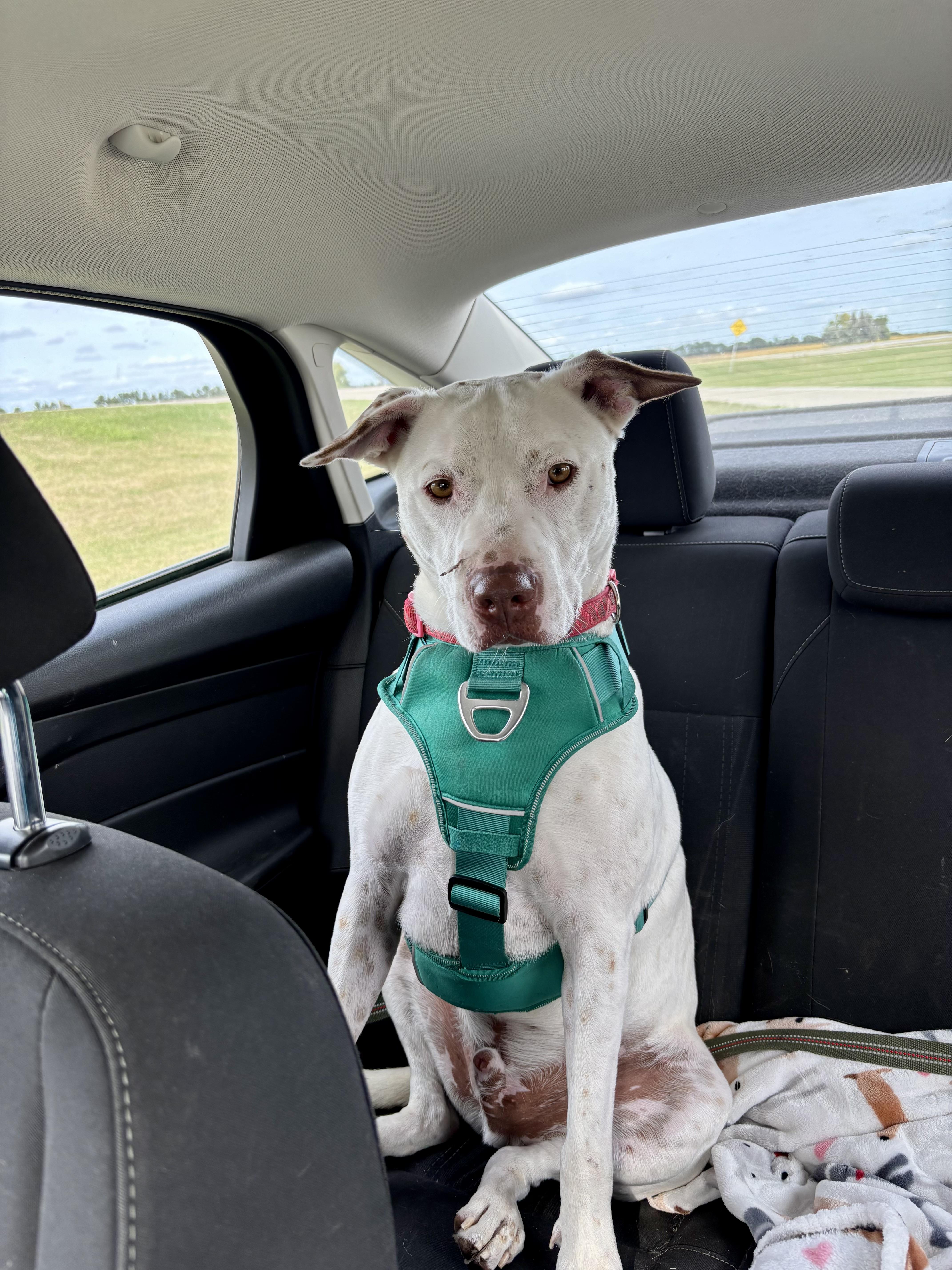 Magnum, Adoptable, Adult Male Mixed Breed.