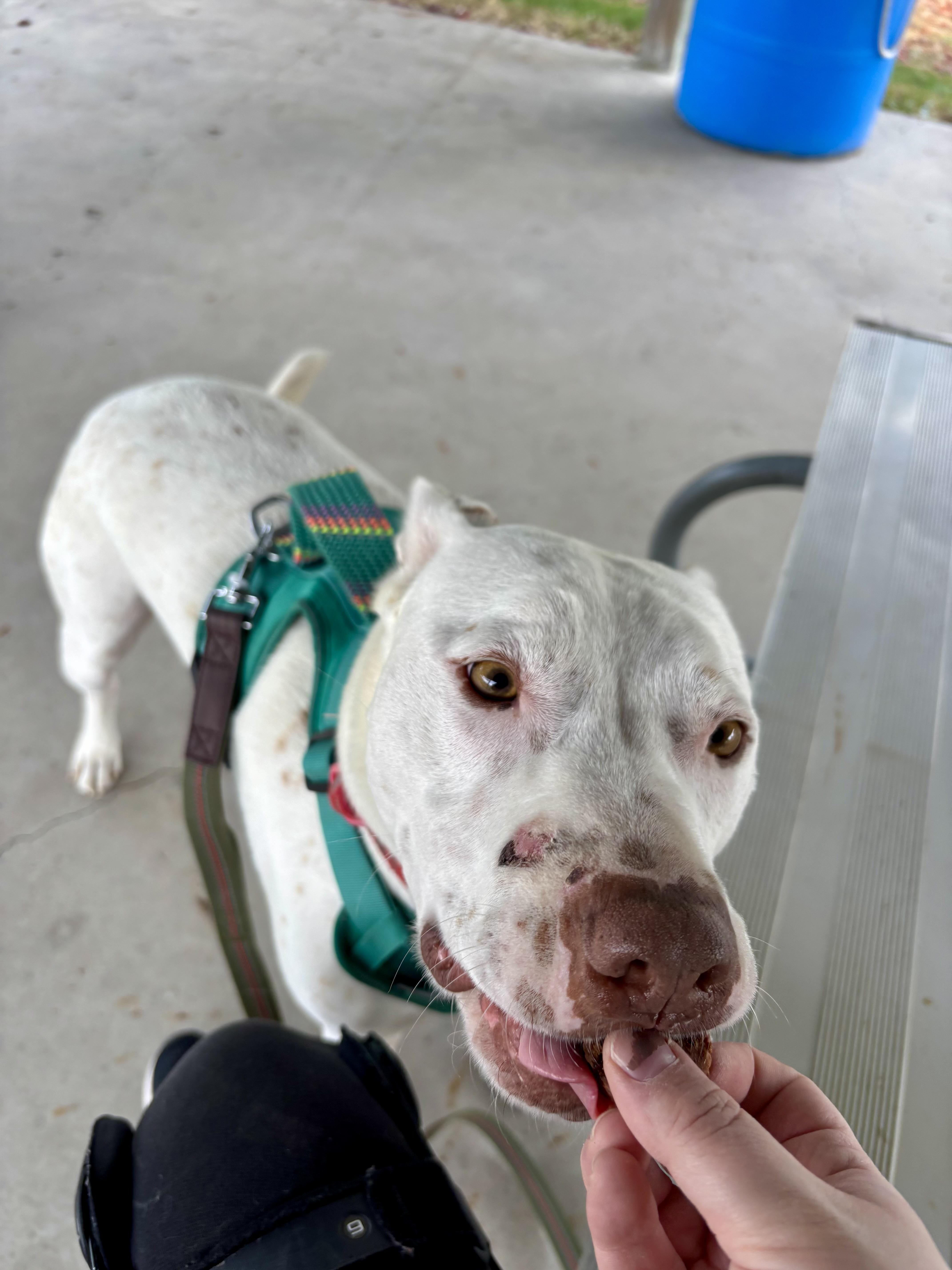 Enlarge Magnum, a Adoptable mixed breed in Jamestown, ND image 2/6