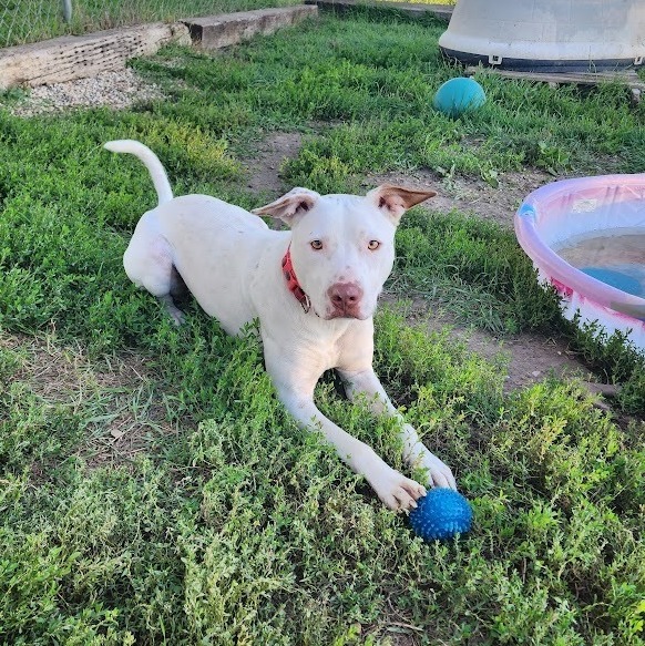 Magnum, an adoptable mixed breed in Jamestown, ND image 4/6