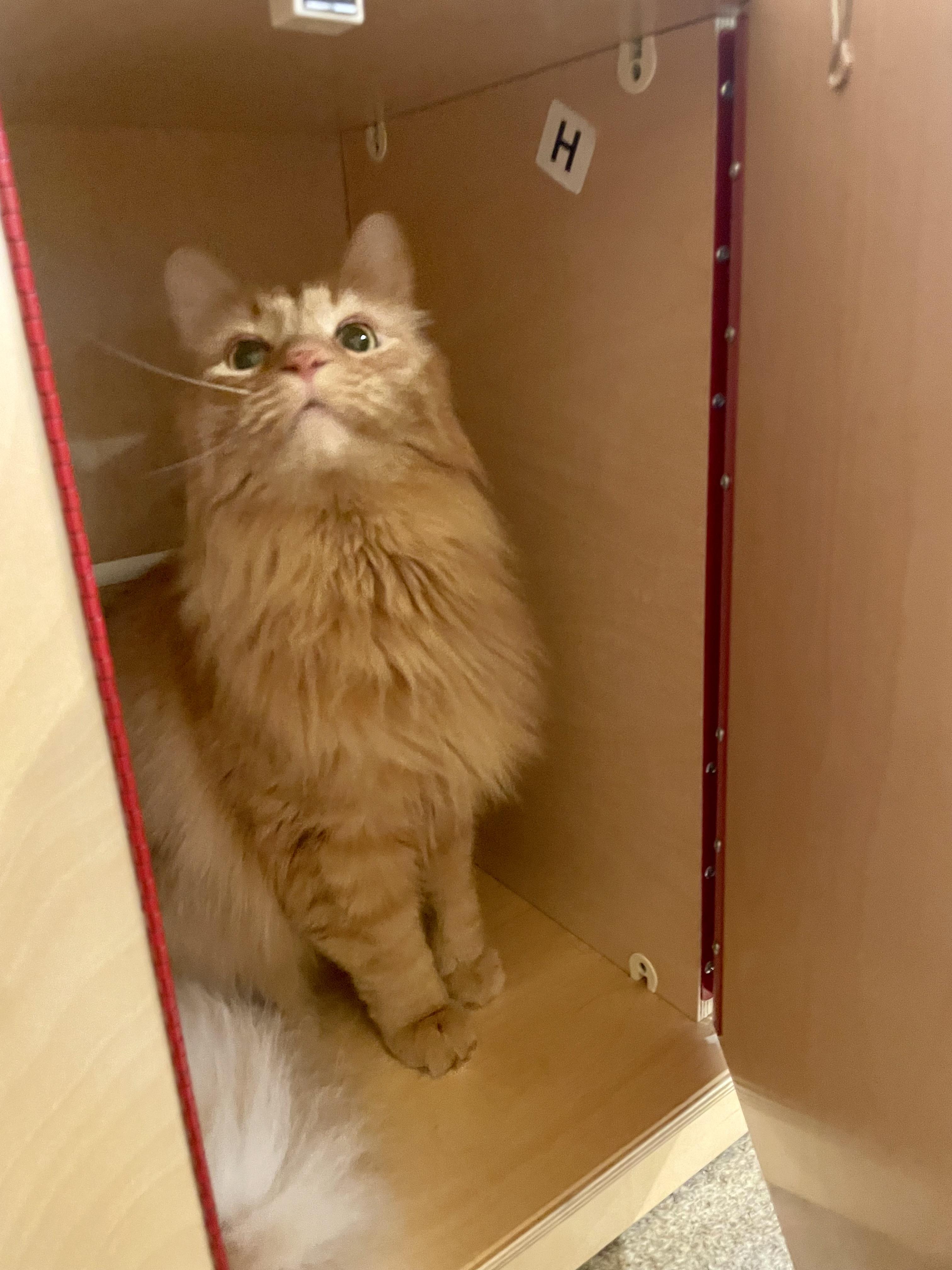 Max, Adopted, Adult Male Domestic Long Hair.