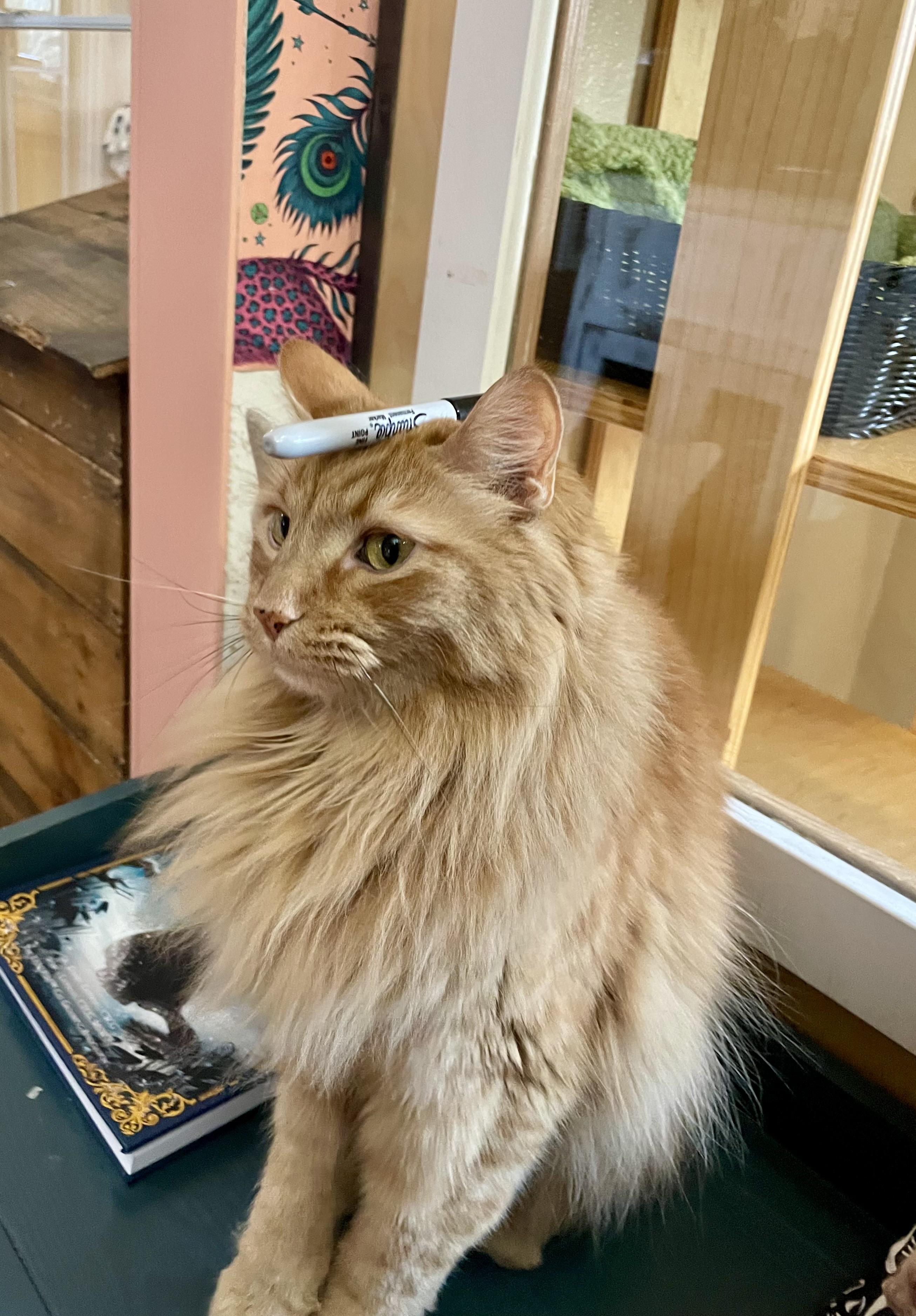 Max, Adopted, Adult Male Domestic Long Hair.