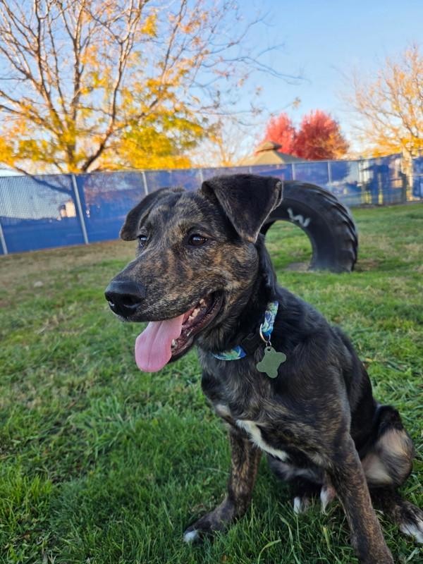 Fiesta, Adoptable, Puppy Male Shepherd.