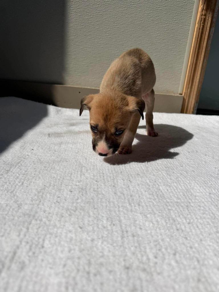 Enlarge U7 Weevil, a Adoptable mixed breed in Ashland, WI image 1/2