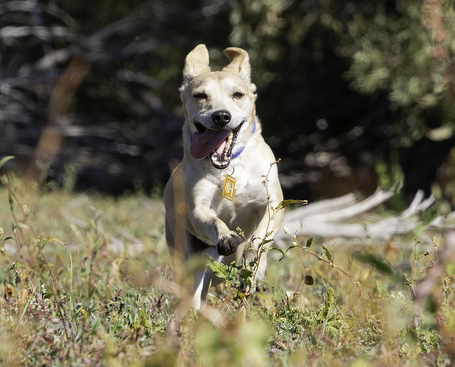 Walnut, a Adoptable mixed breed in Washoe Valley, NV image 1/6