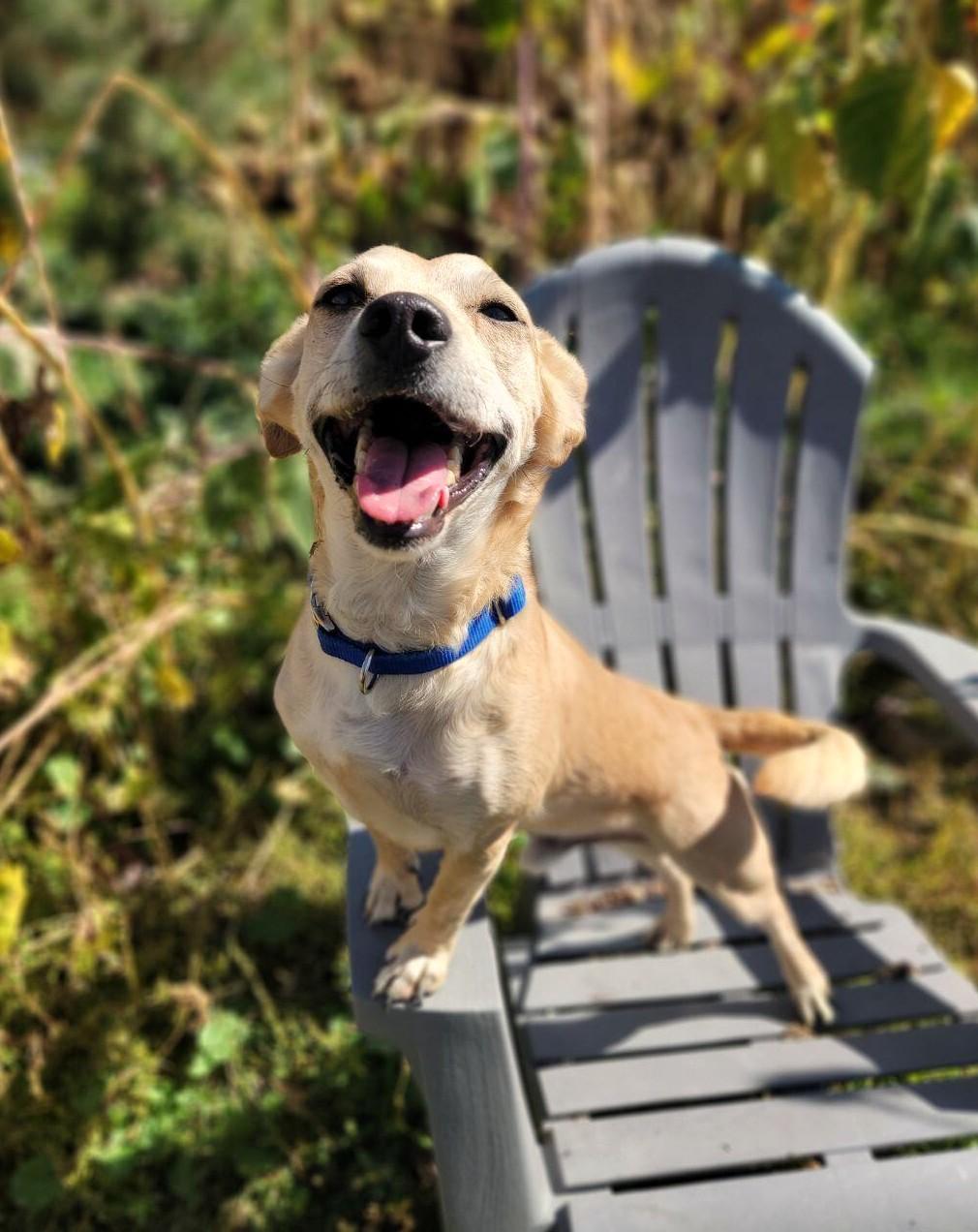 Walnut, a Adoptable mixed breed in Washoe Valley, NV image 2/6