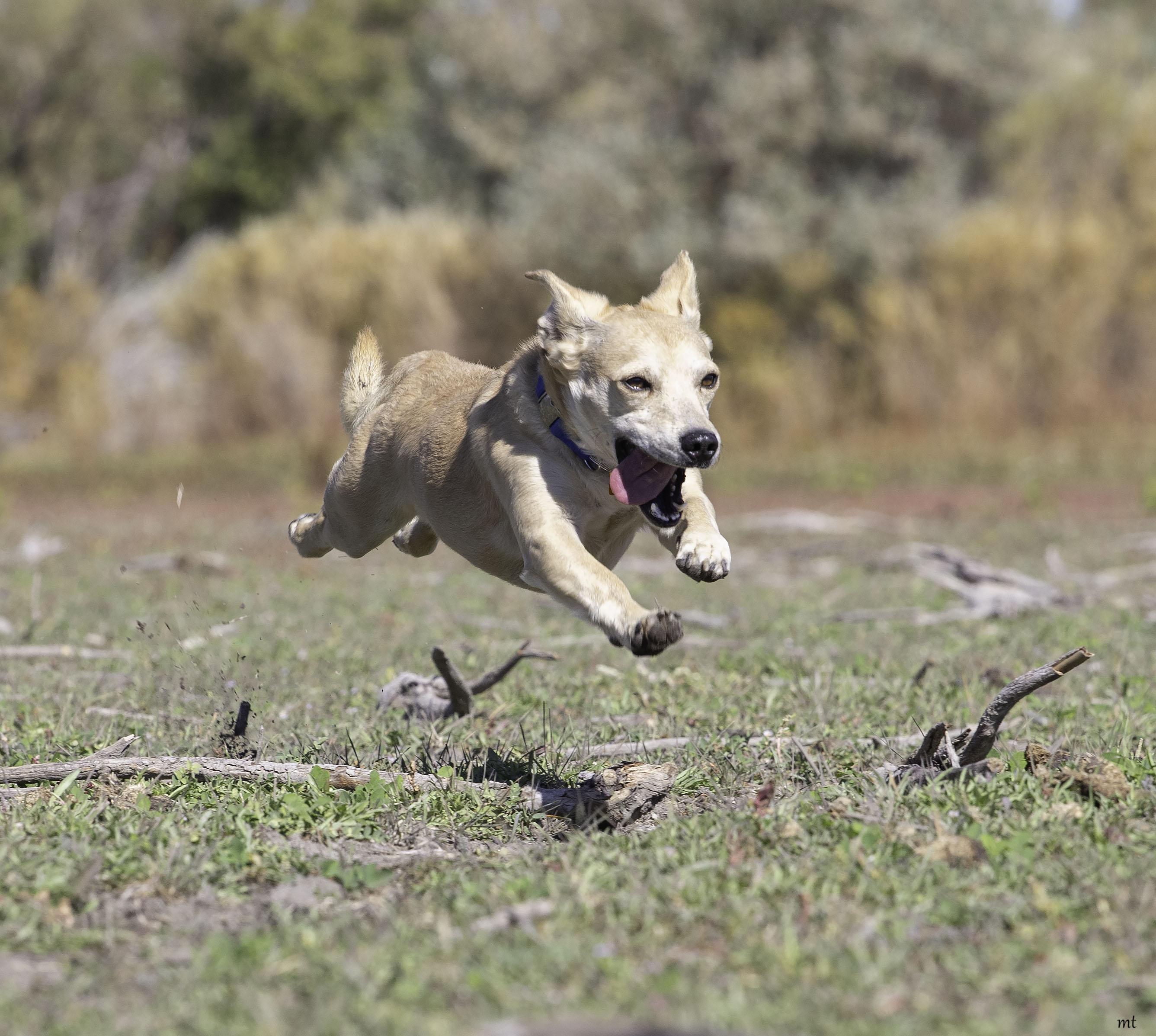 Walnut, a Adoptable mixed breed in Washoe Valley, NV image 3/6