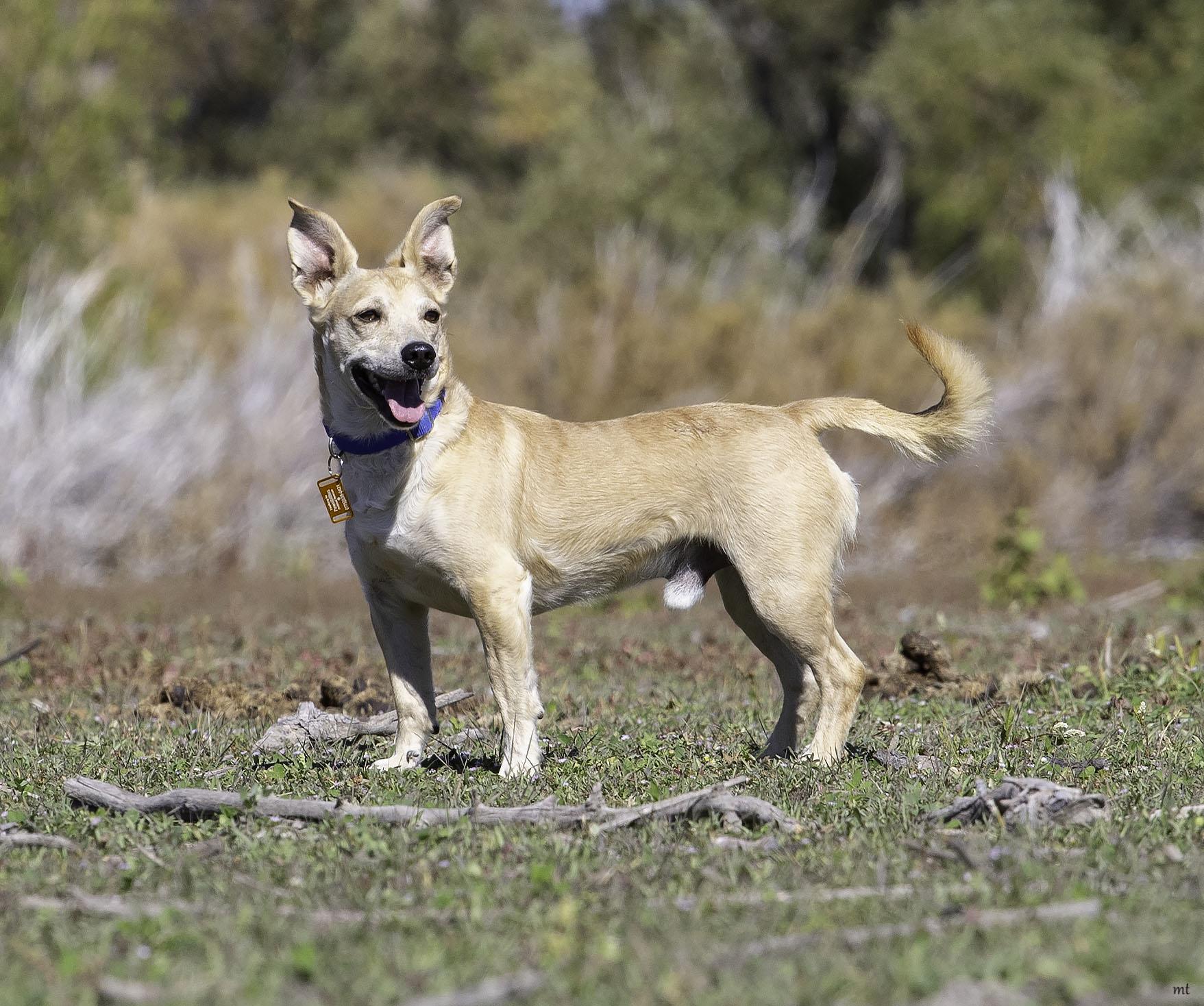 Walnut, an adoptable Corgi, Chihuahua in Washoe Valley, NV, 89704 | Photo Image 4
