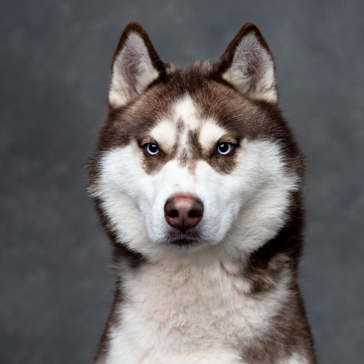 Enlarge Zeke, a Adoptable Husky in Mason, TX image 1/6