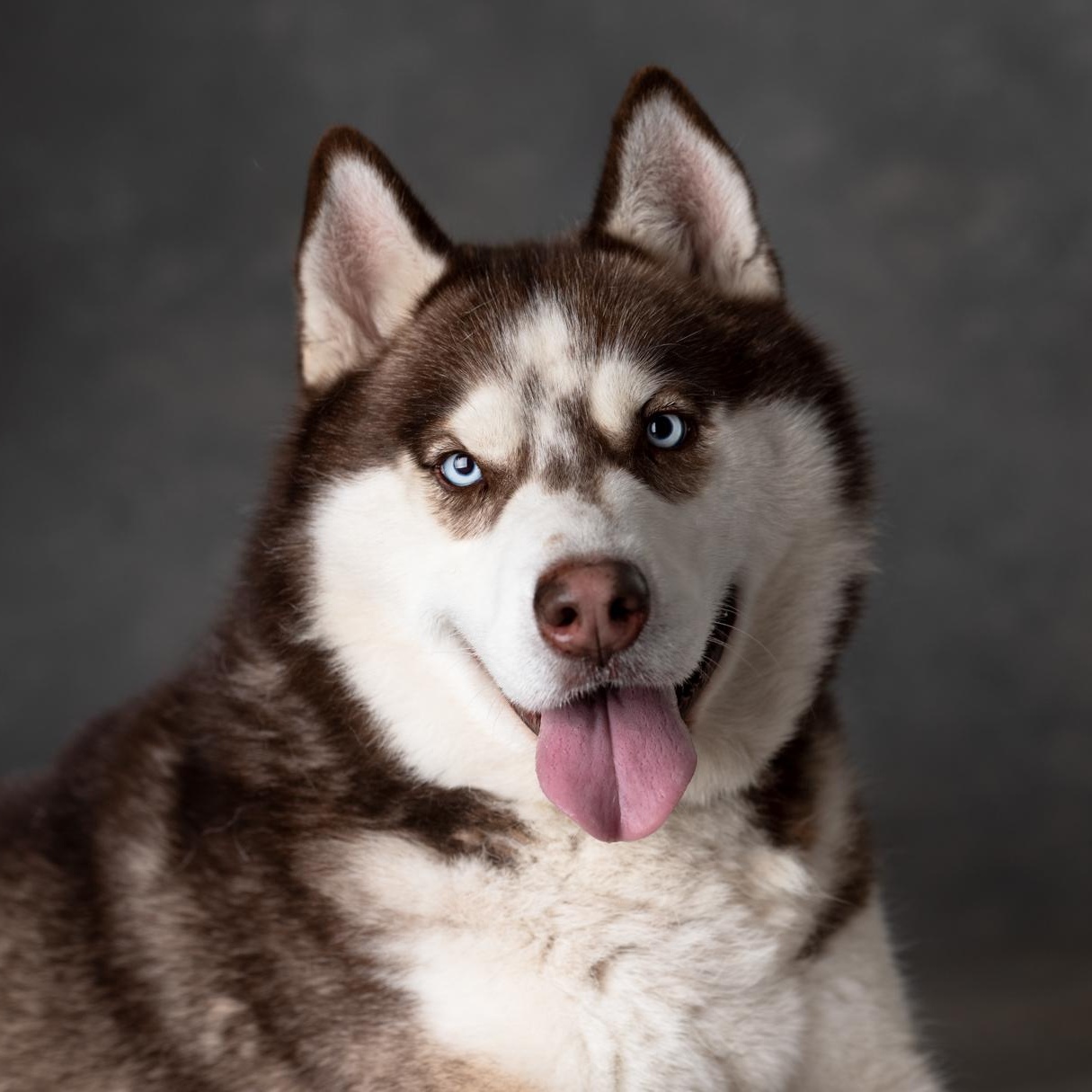 Enlarge Zeke, a Adoptable Husky in Mason, TX image 6/6
