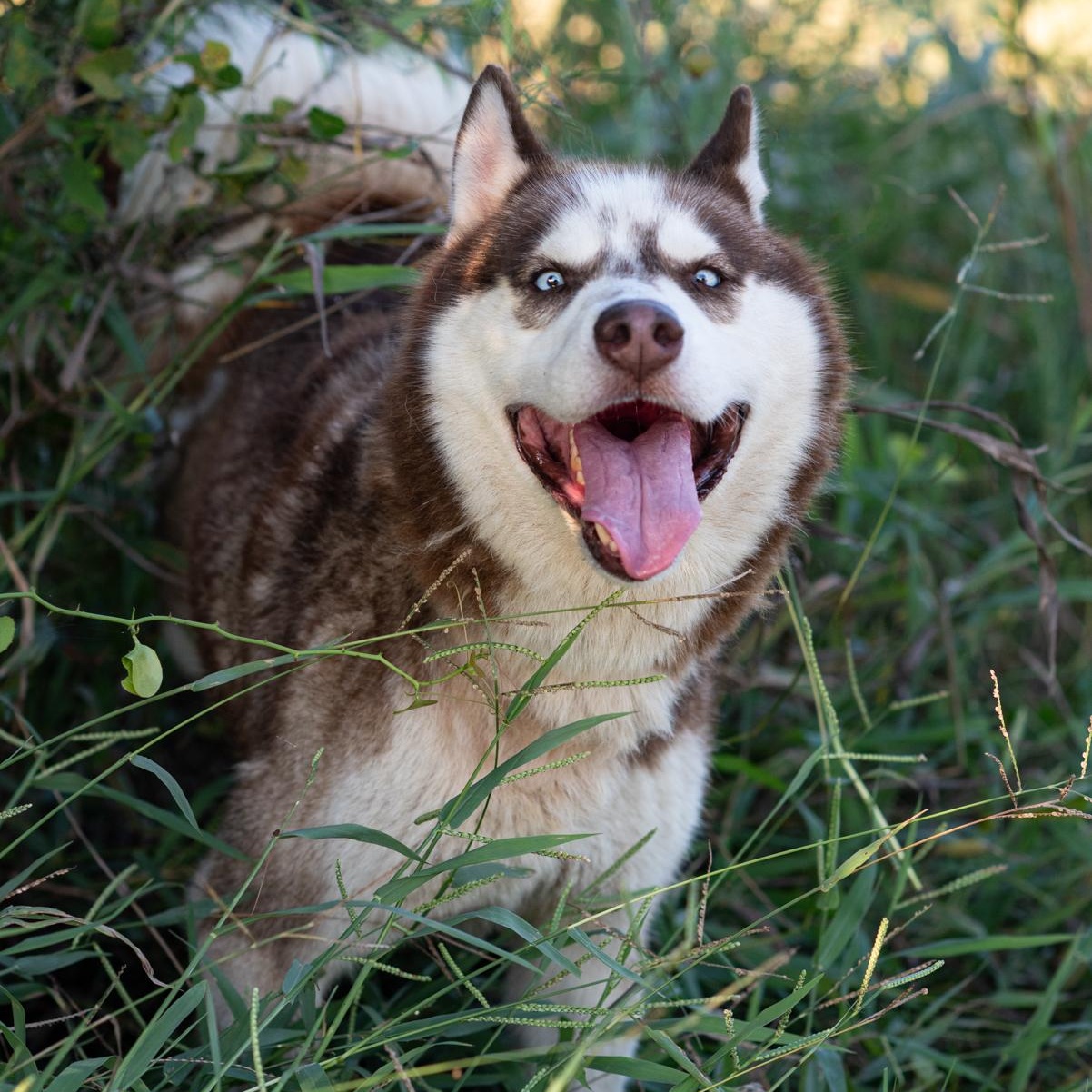 Zeke, a Adoptable Husky in Mason, TX image 2/6