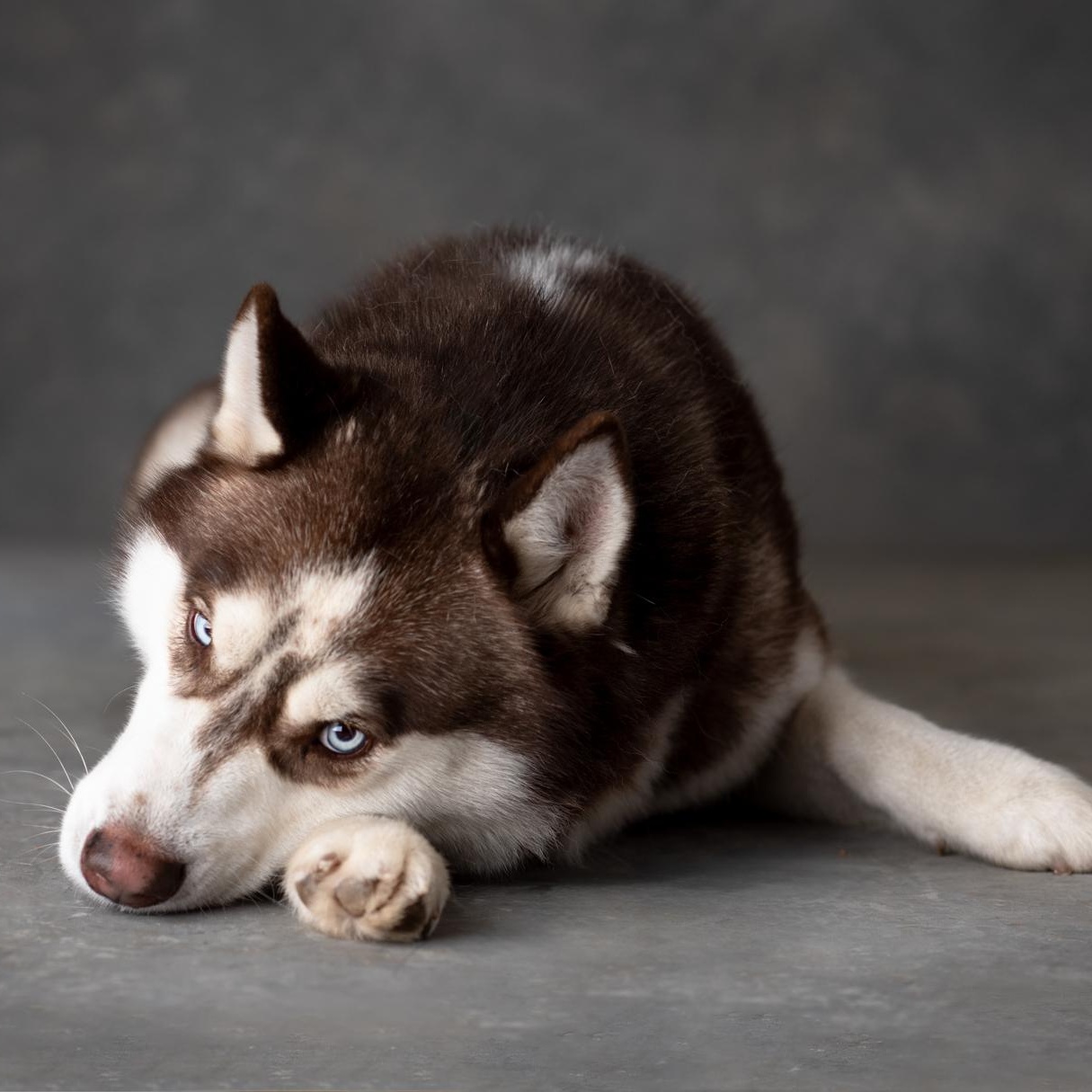 Enlarge Zeke, a Adoptable Husky in Mason, TX image 3/6