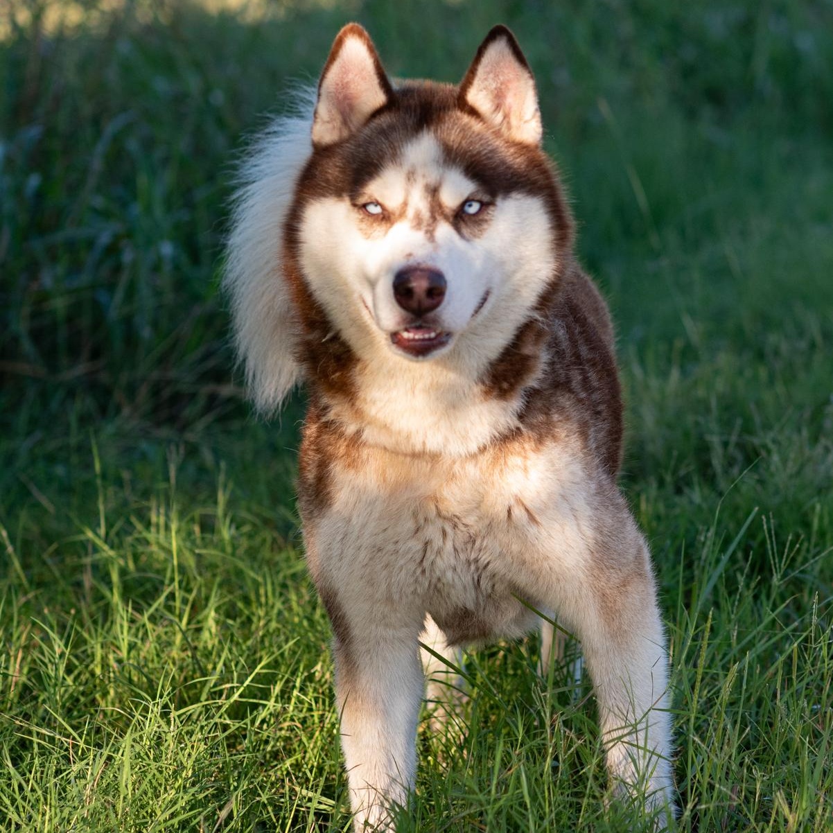 Zeke, a Adoptable Husky in Mason, TX image 3/6