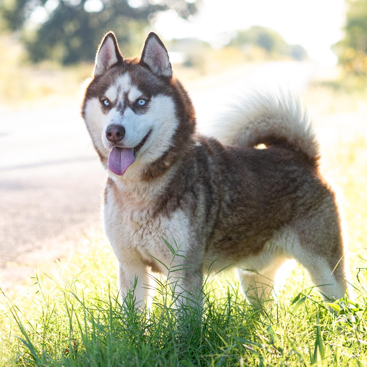 Zeke, Adoptable, Adult Male Husky.