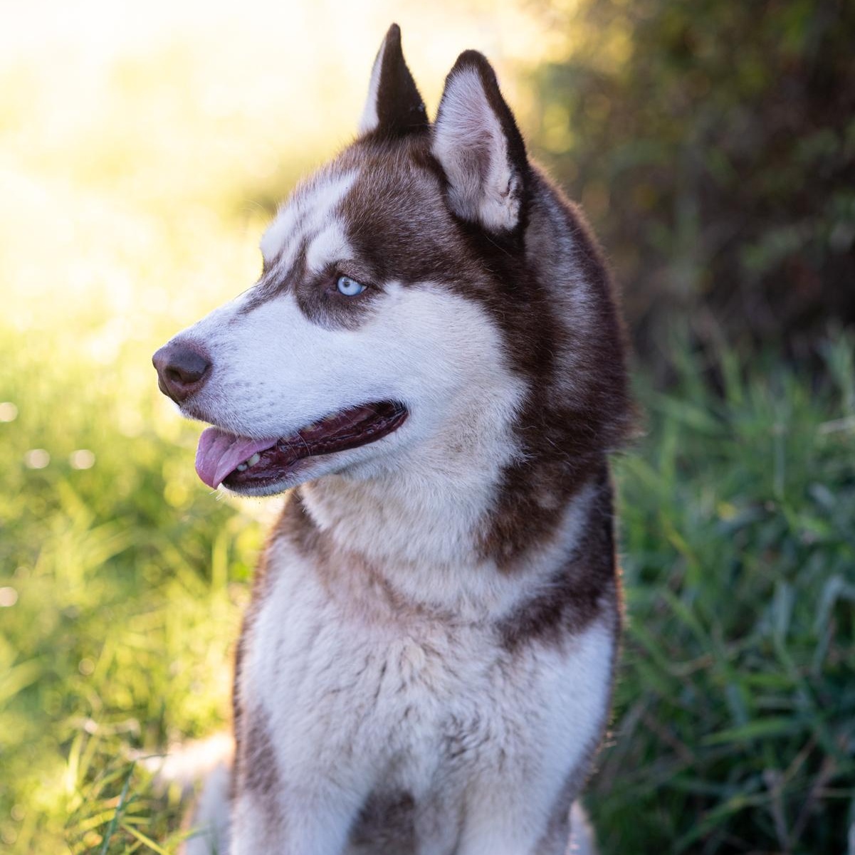 Zeke, a Adoptable Husky in Mason, TX image 4/6