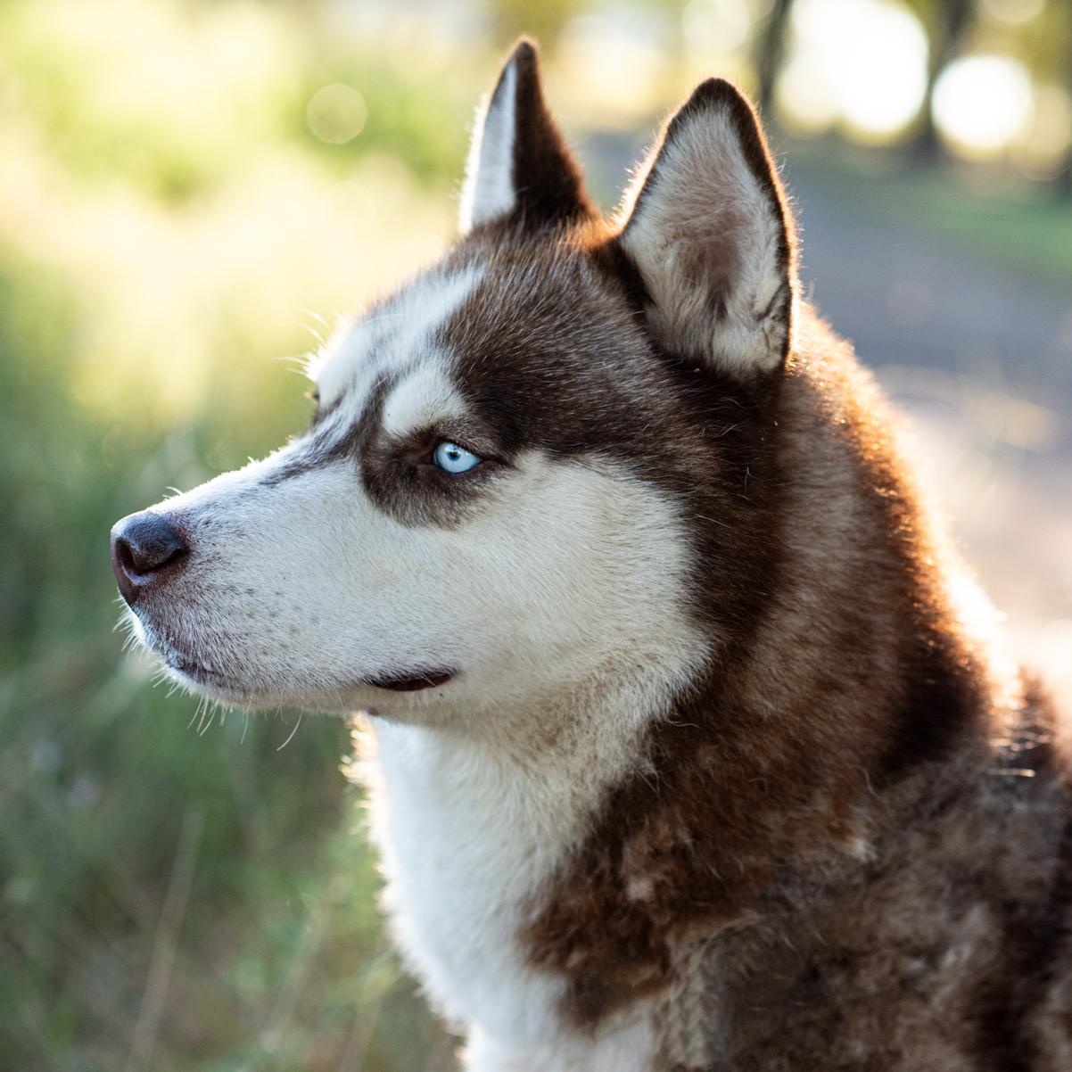 Zeke, a Adoptable Husky in Mason, TX image 5/6