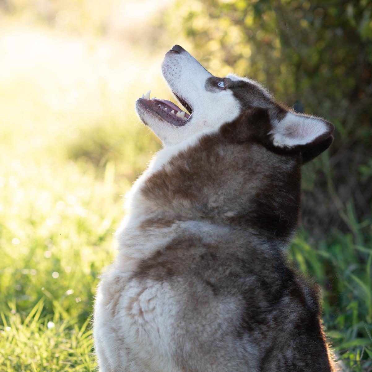 Zeke, a Adoptable Husky in Mason, TX image 6/6