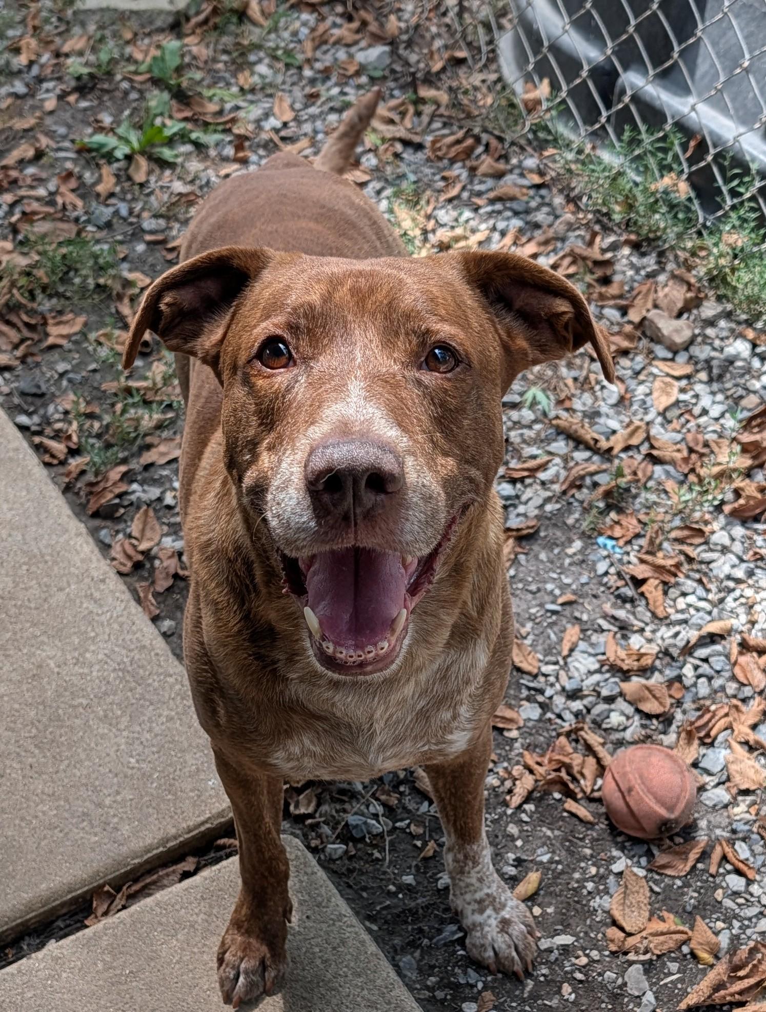 Dagwood, Adoptable, Adult Male Labrador Retriever & Staffordshire Bull Terrier.