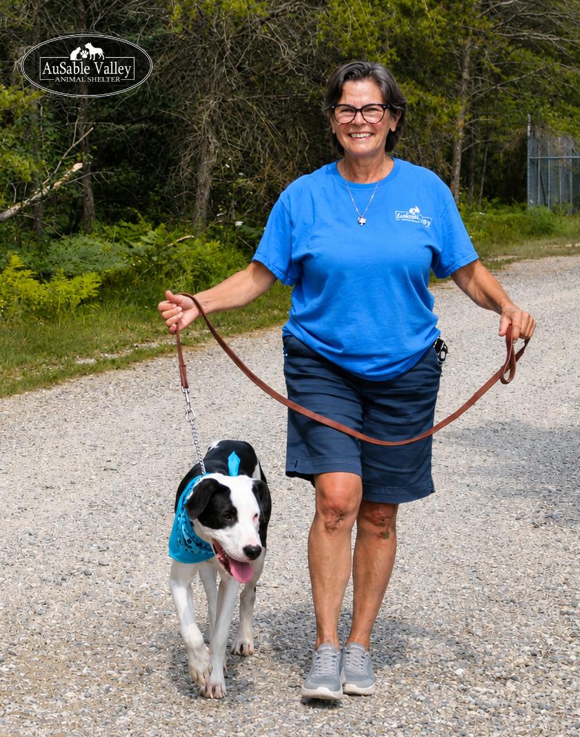 Enlarge Tyson, a ADOPTABLE mixed breed in Grayling, MI image 4/6
