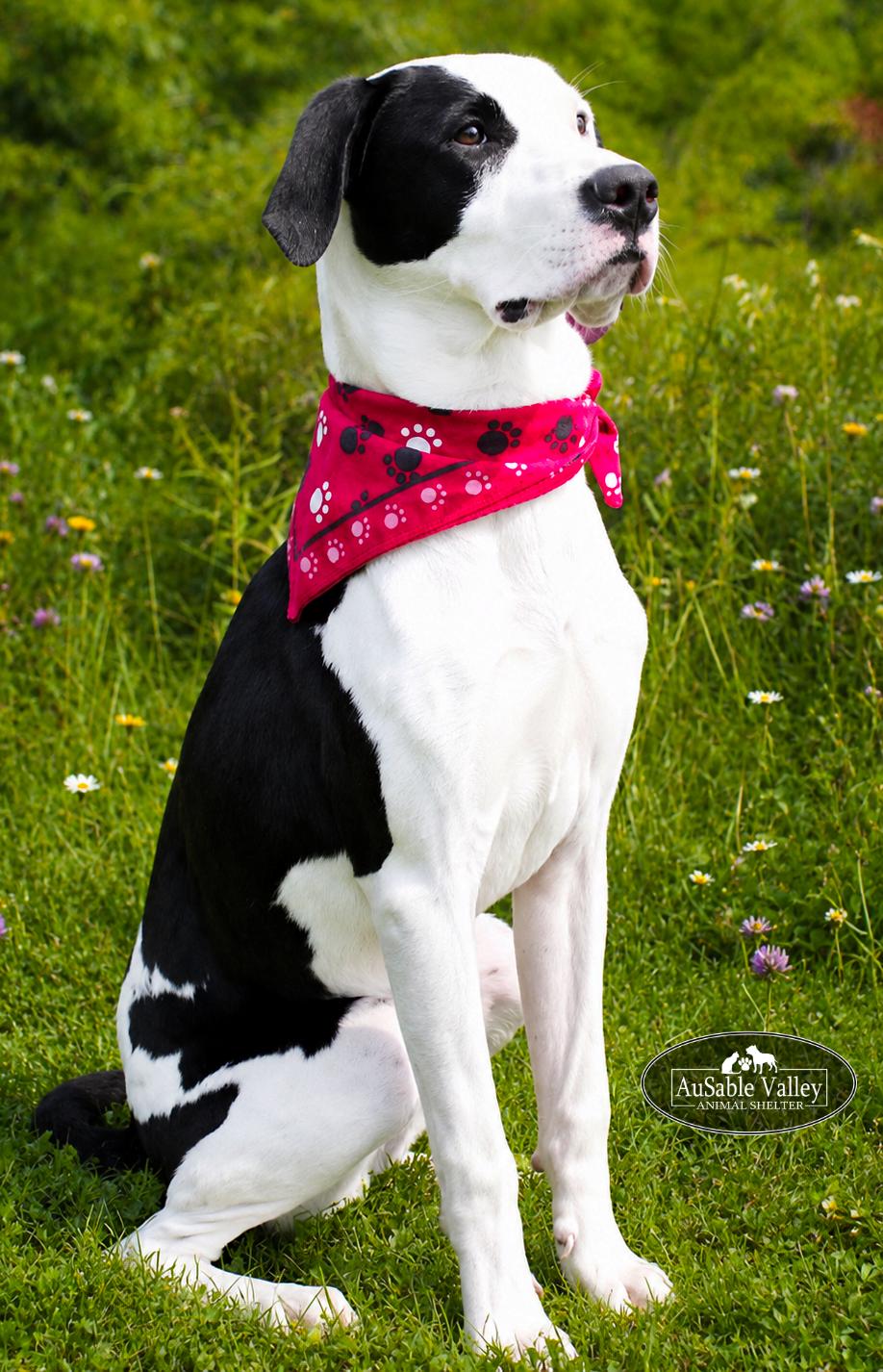 Enlarge Tyson, a ADOPTABLE mixed breed in Grayling, MI image 2/6