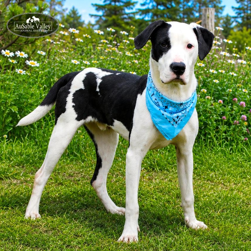 Tyson, a ADOPTABLE mixed breed in Grayling, MI image 1/6
