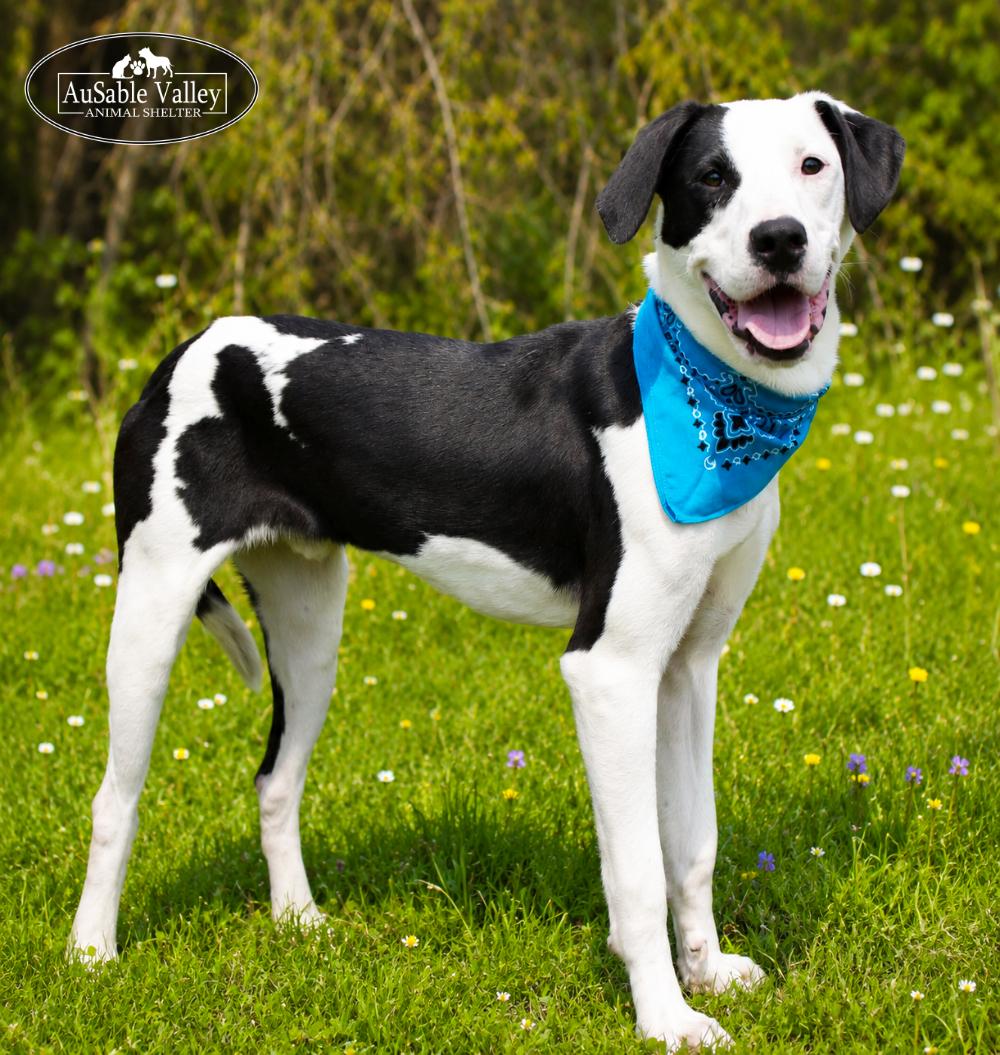 Enlarge Tyson, a ADOPTABLE mixed breed in Grayling, MI image 1/6