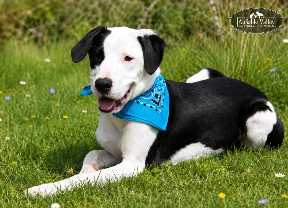 Enlarge Tyson, a ADOPTABLE mixed breed in Grayling, MI image 3/6