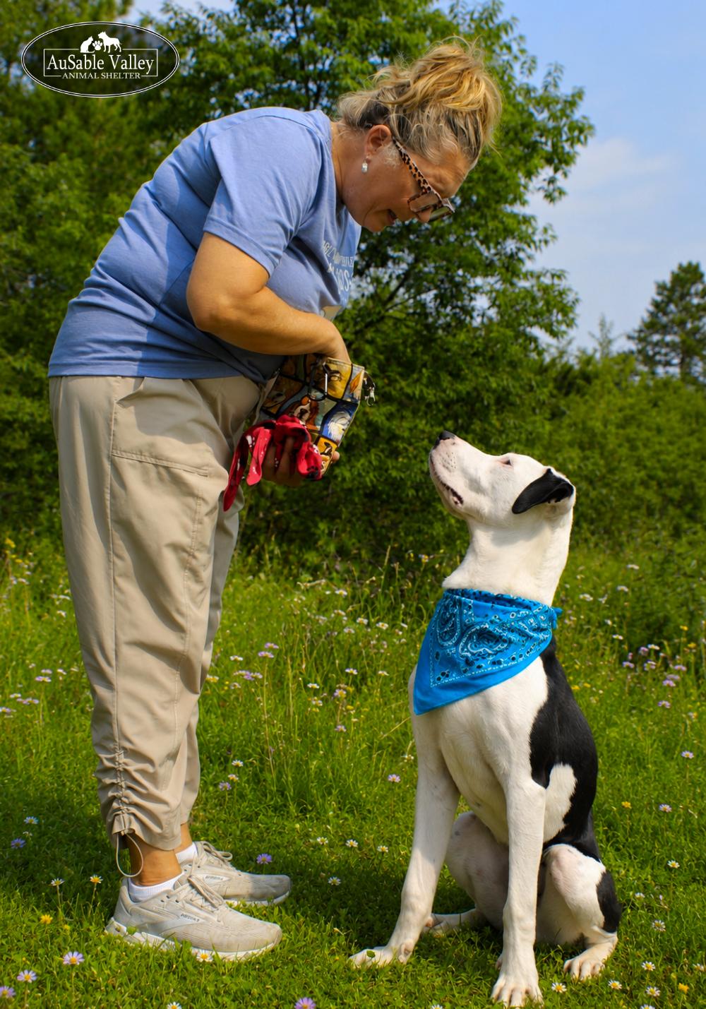 Enlarge Tyson, a ADOPTABLE mixed breed in Grayling, MI image 6/6