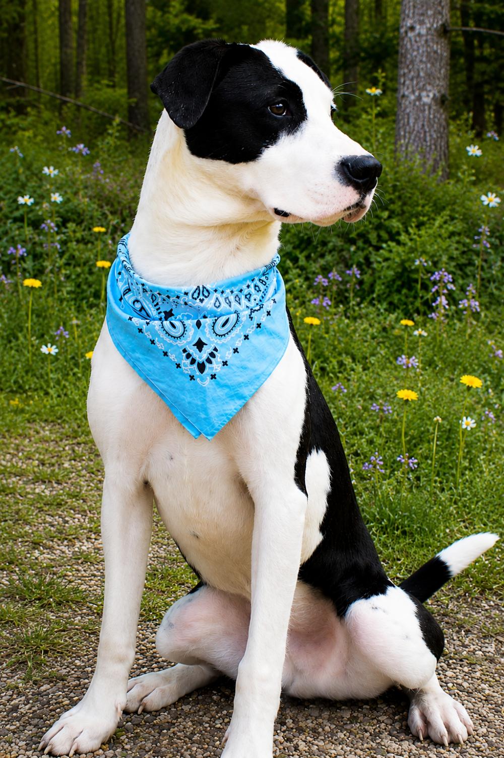 Tyson, a ADOPTABLE mixed breed in Grayling, MI image 2/6
