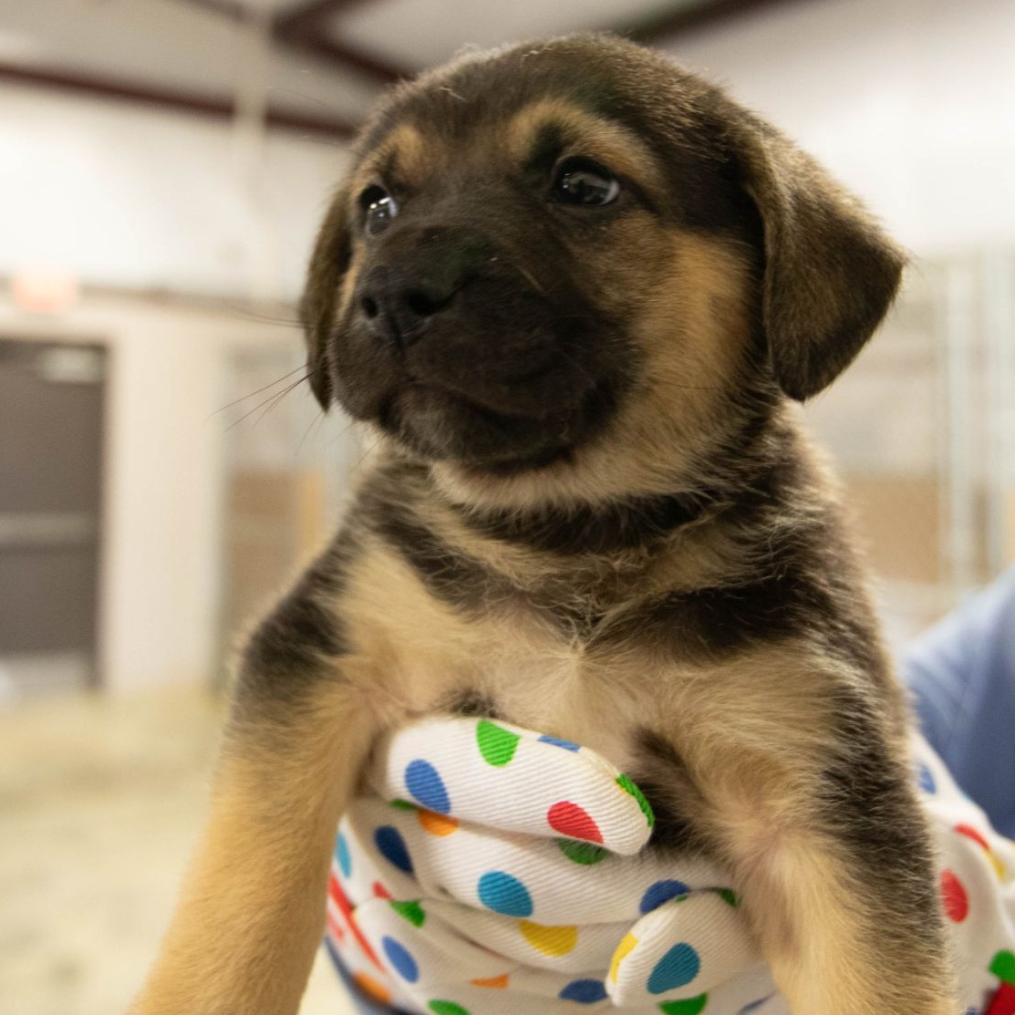 Carl Jr., Adopted, Young Male Shepherd.
