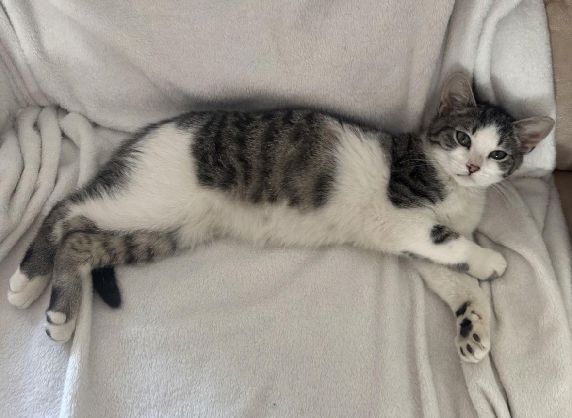 Fiesta, Adopted, Kitten Male Domestic Short Hair.