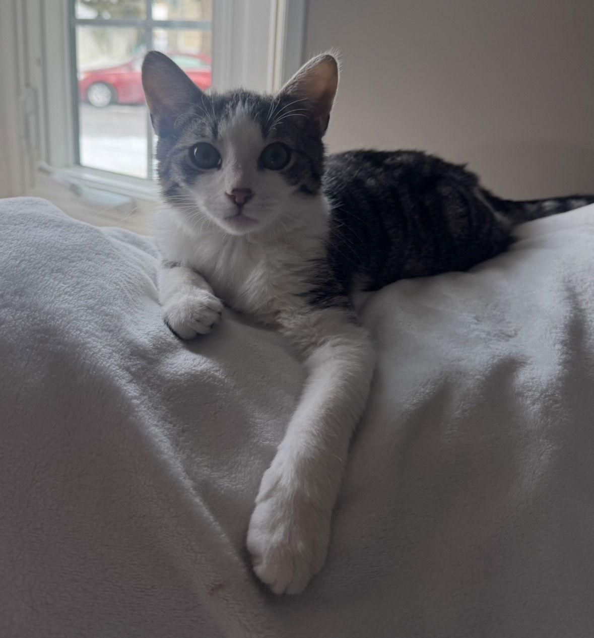 Fiesta, a Adopted Domestic Short Hair in Broomall, PA image 2/3