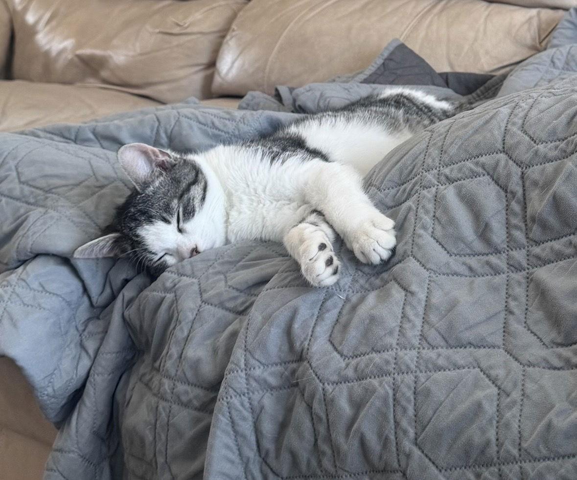 Fiesta, a Adopted Domestic Short Hair in Broomall, PA image 3/3