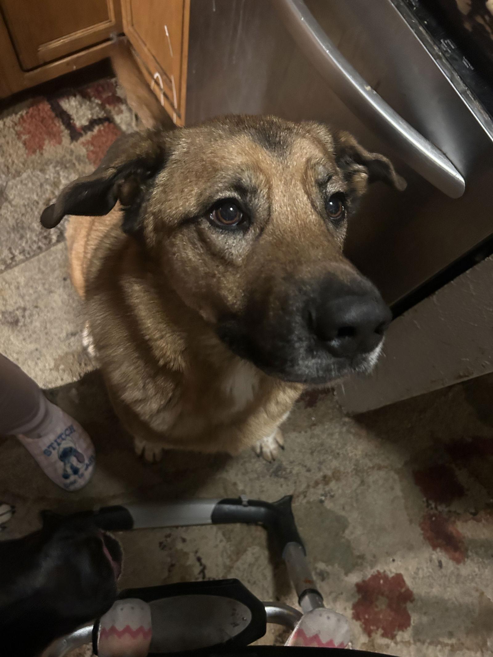 Solo, Adoptable, Adult Male Shepherd.
