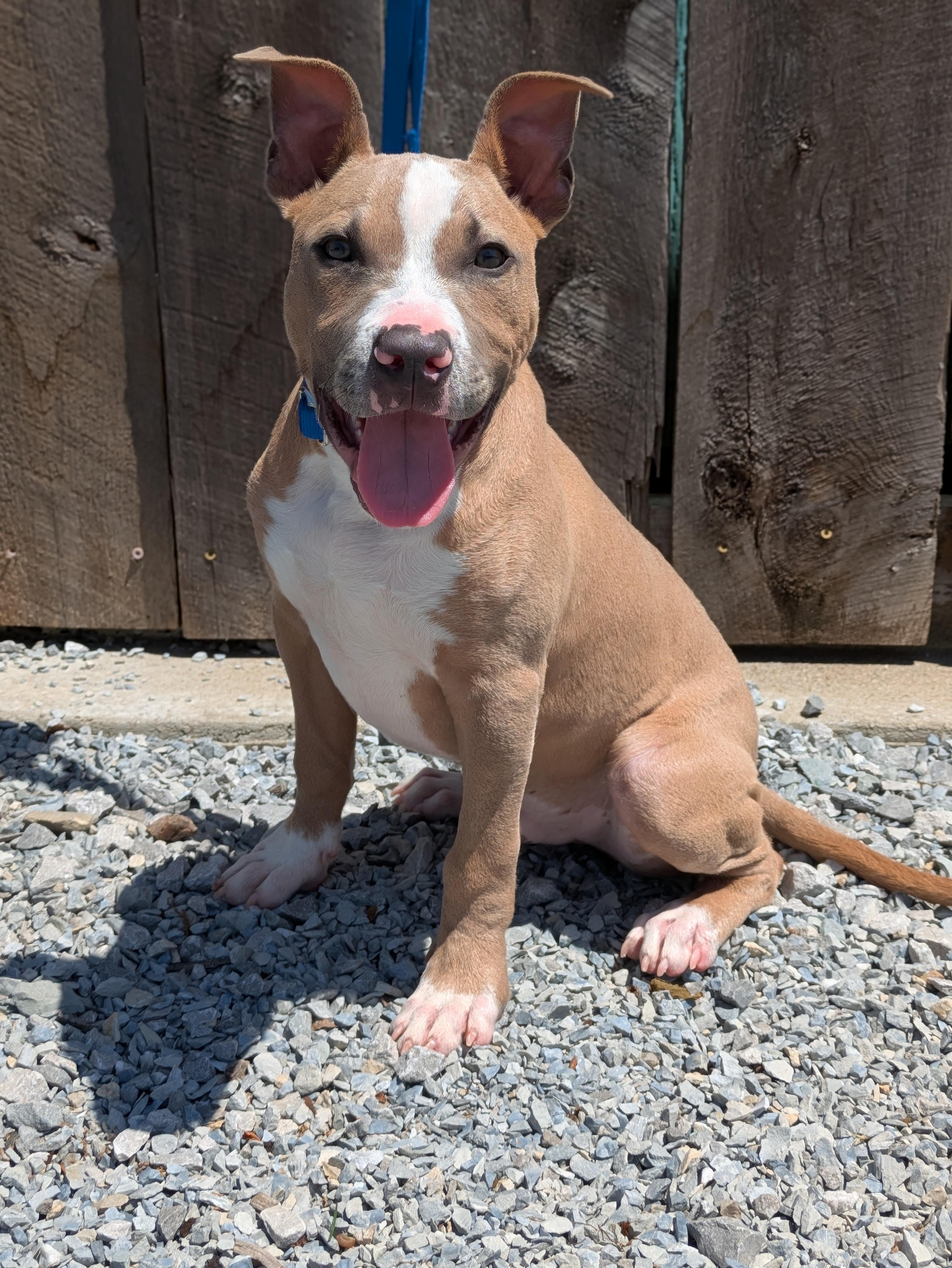 Enlarge Nirvana, an adopted Mixed Breed in Huntsville, AL image 1/2