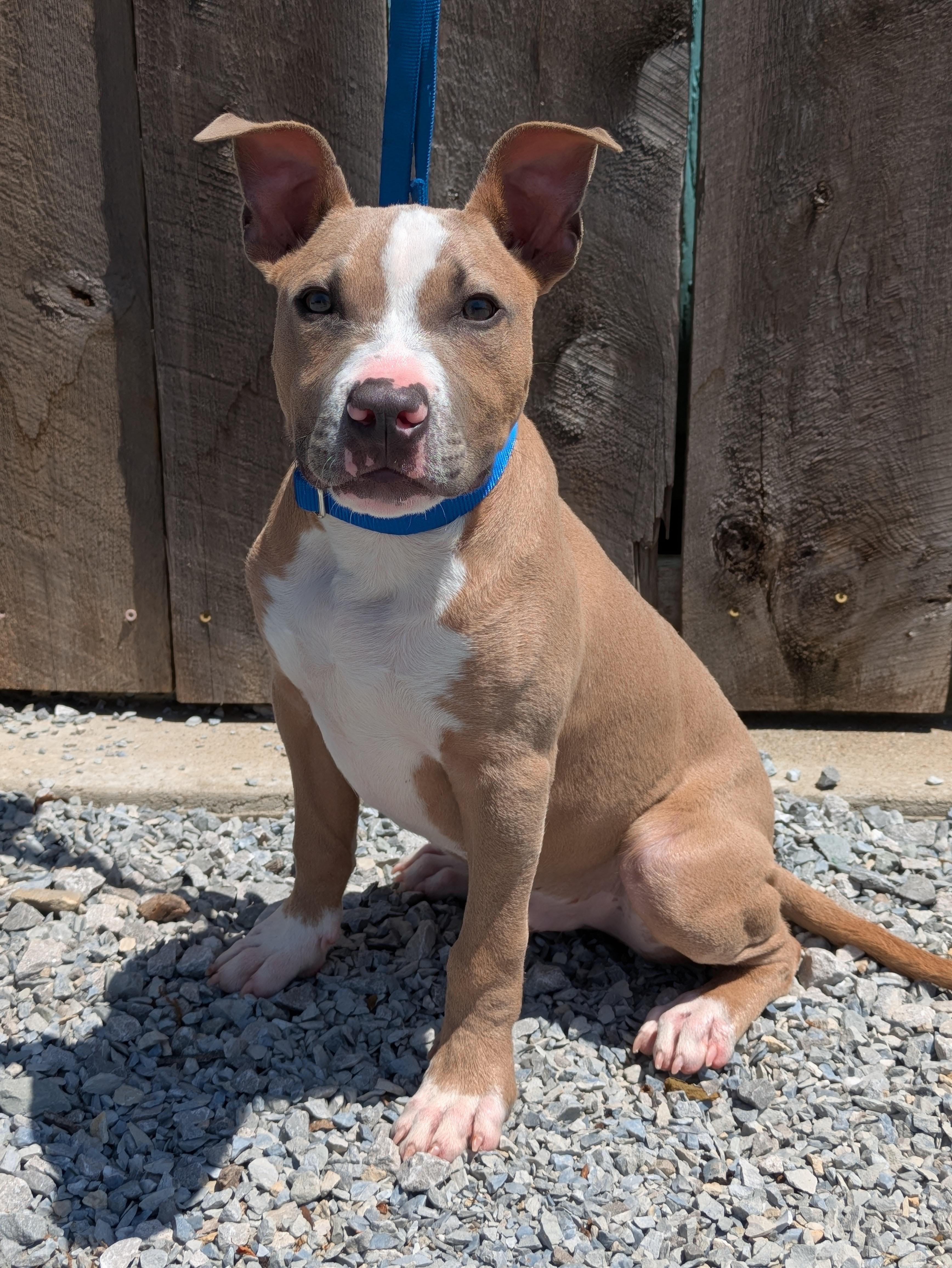 Enlarge Nirvana, an adopted Mixed Breed in Huntsville, AL image 2/2