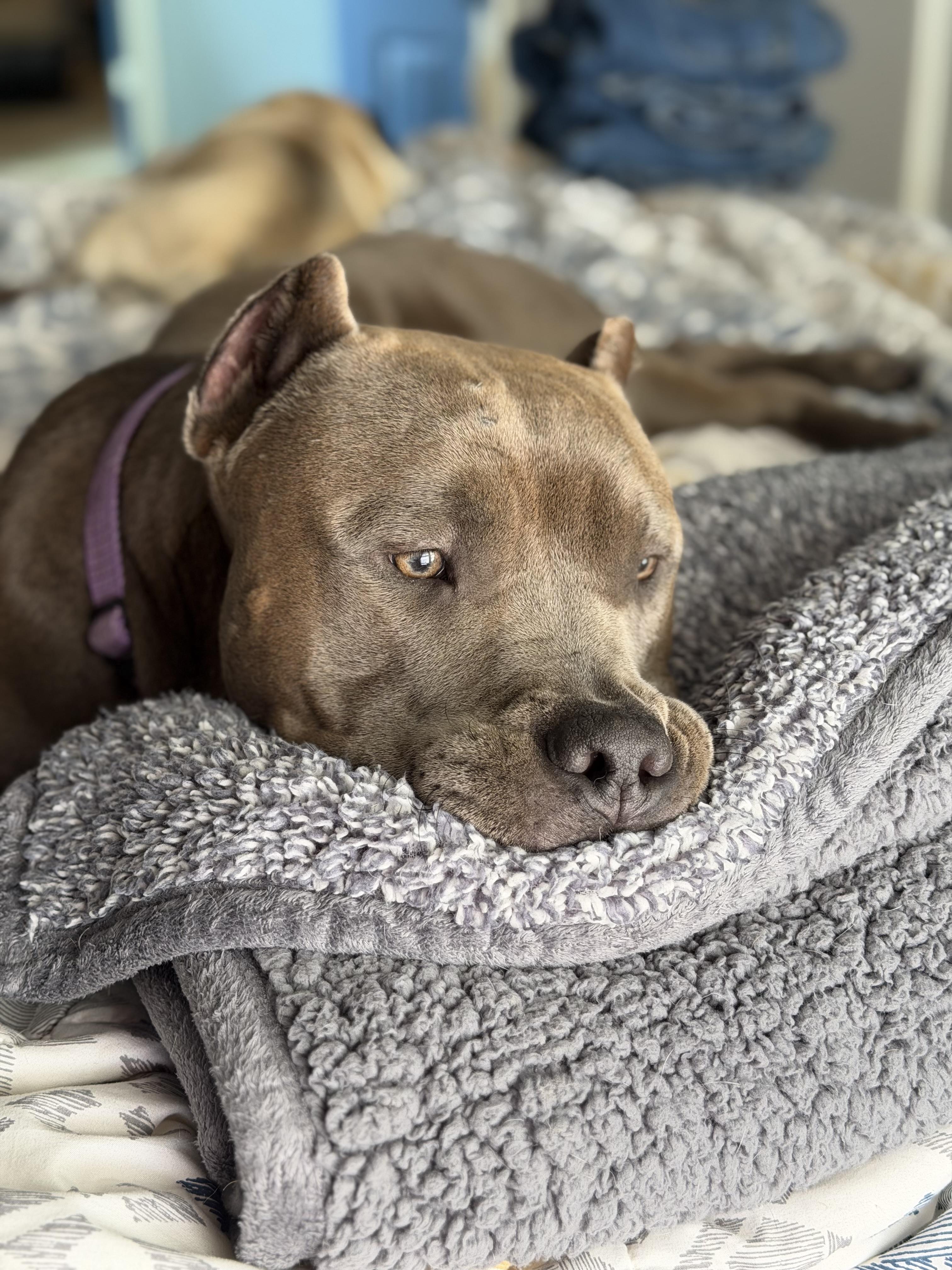 Enlarge Atlas, a Adoptable mixed breed in Des Moines  , IA image 6/6