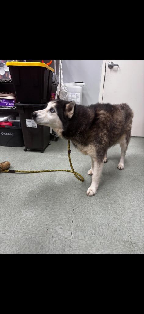 Enlarge Misa IN FOSTER, a Adoptable mixed breed in Danielsville, GA image 1/5