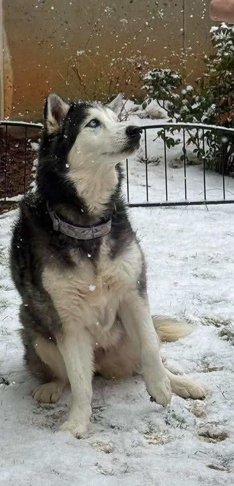 Enlarge Misa IN FOSTER, a Adoptable mixed breed in Danielsville, GA image 2/5