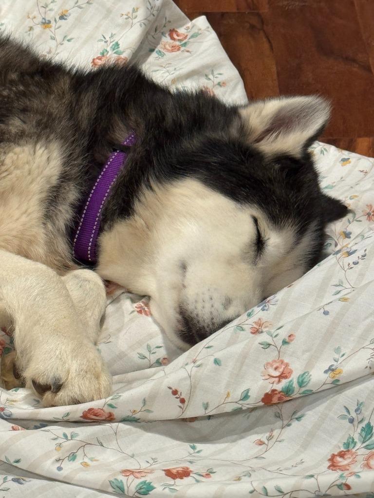 Enlarge Misa IN FOSTER, a Adoptable mixed breed in Danielsville, GA image 3/5