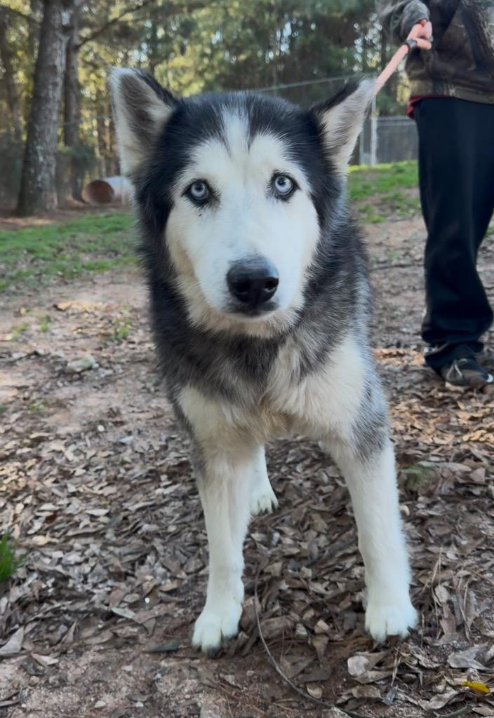 Enlarge Misa IN FOSTER, a Adoptable mixed breed in Danielsville, GA image 4/5