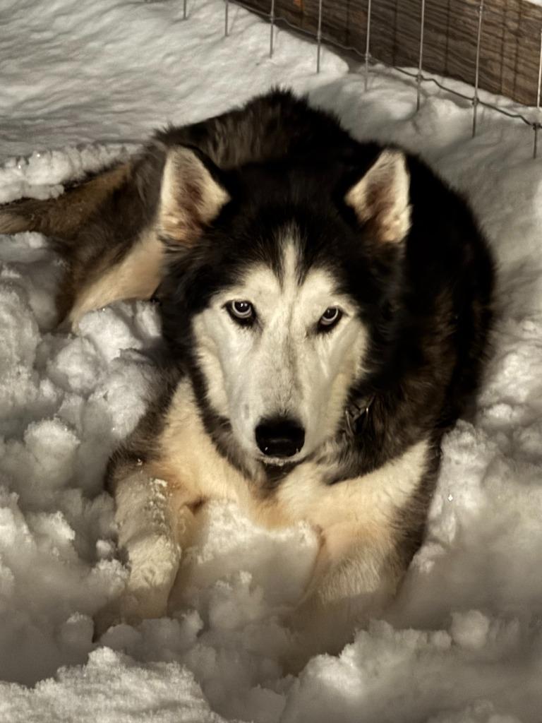 Enlarge Misa IN FOSTER, a Adoptable mixed breed in Danielsville, GA image 5/5