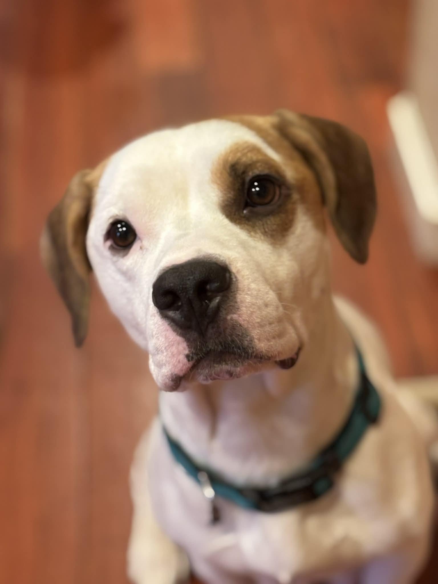 Yuki, Adoptable, Young Female Boxer.