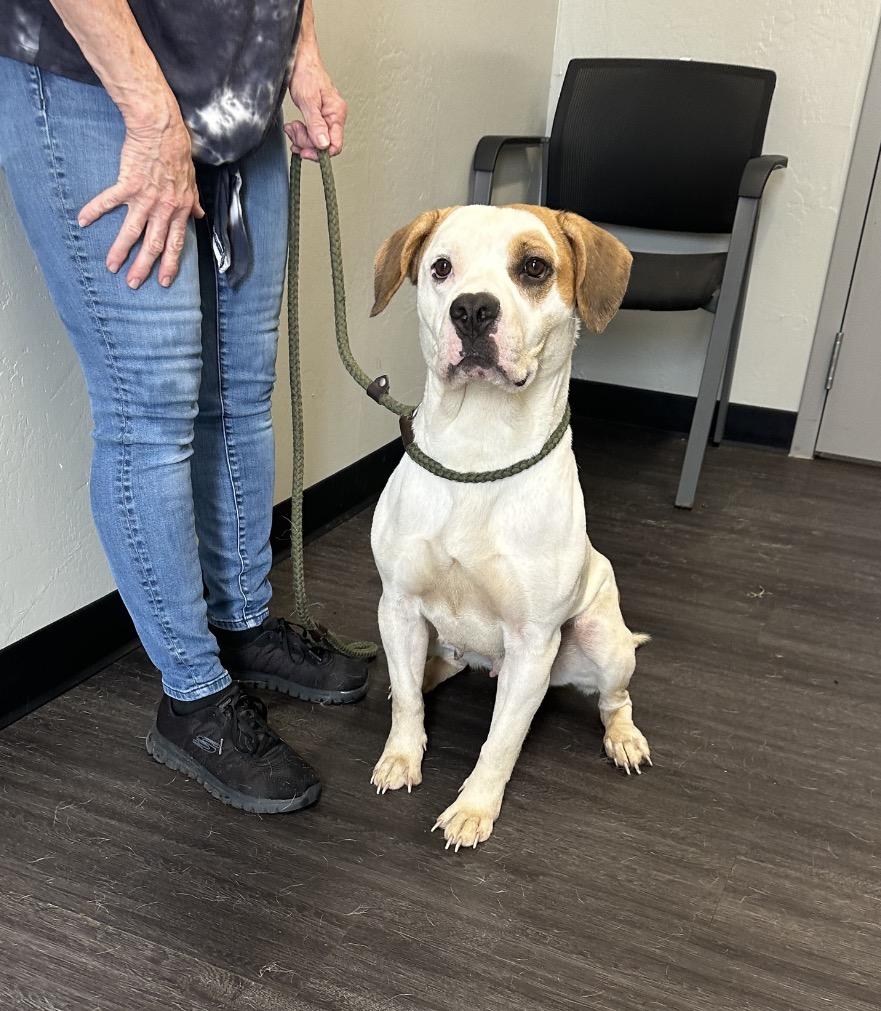 Yuki, a Adoptable mixed breed in Parker, CO image 2/2