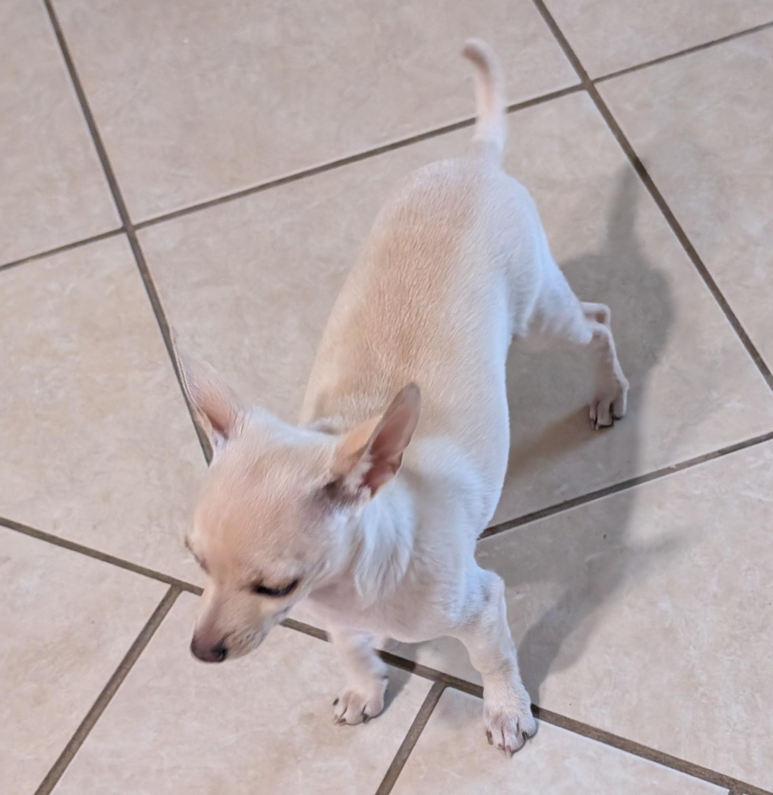 White Feather, ADOPTABLE, Puppy Male Chihuahua.