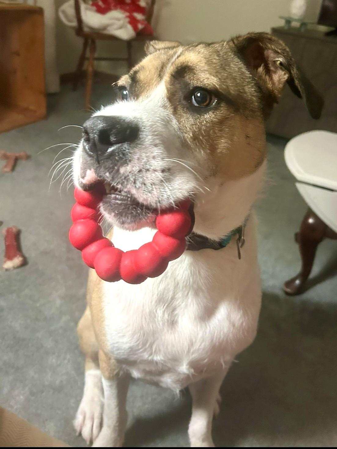 Rooster Romeo thumbnail 3