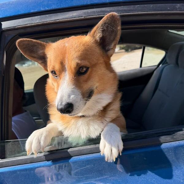 Benjamin, Adoptable, Adult Male Corgi.