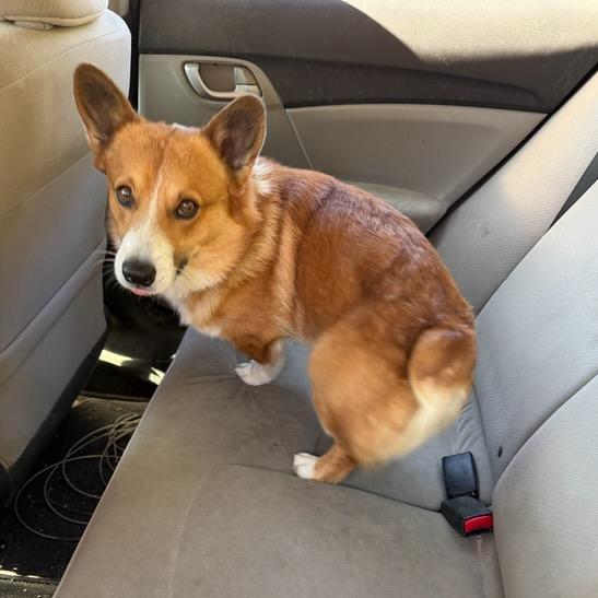 Benjamin, a Adoptable Corgi in Williston, FL image 2/2