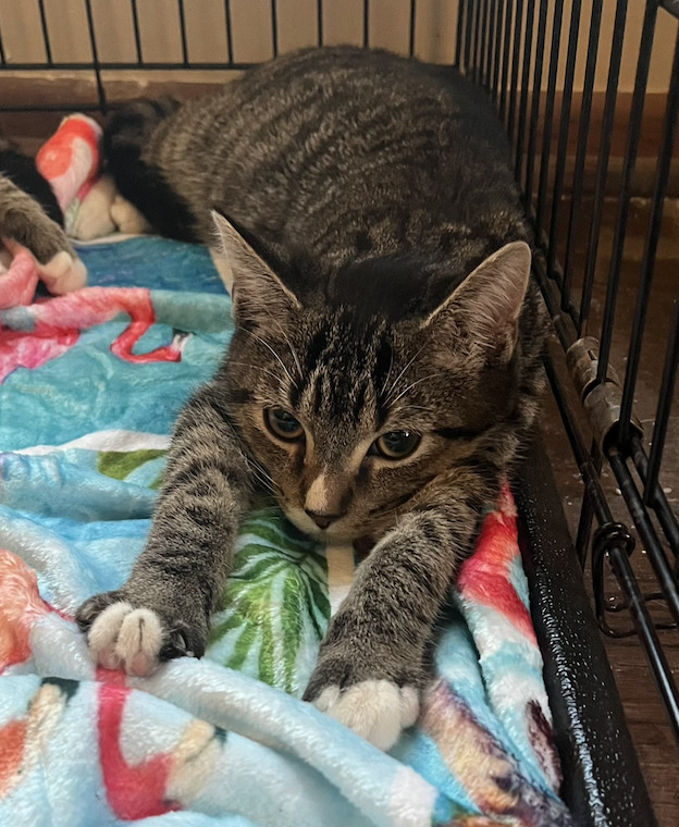 Enlarge Simon, a Adopted Domestic Short Hair in Columbus, OH image 1/4